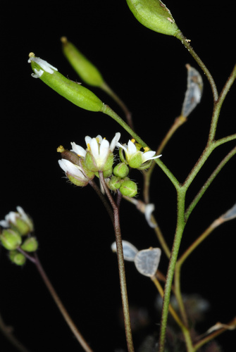 Draba verna (Common Whitlowgrass)