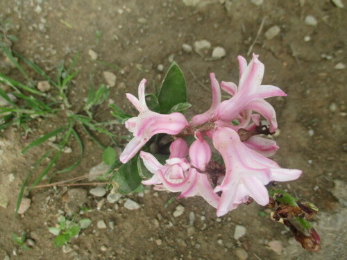 Hyacinthus orientalis (hyacinth)