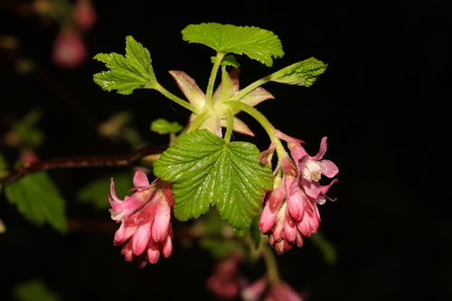 Ribes sanguineum (red flowering currant)