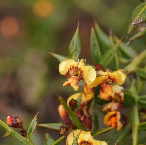 Daviesia ulicifolia (gorse bitter pea) (alternate view 6)