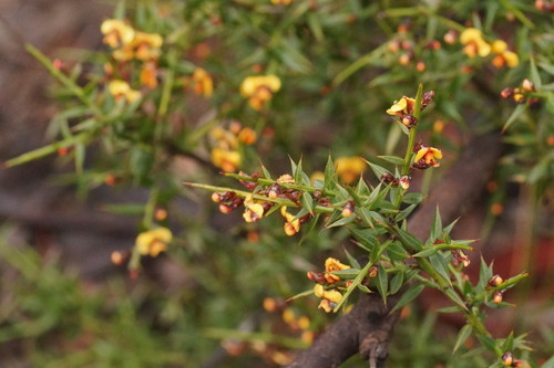 Daviesia ulicifolia (gorse bitter pea) (alternate view 7)