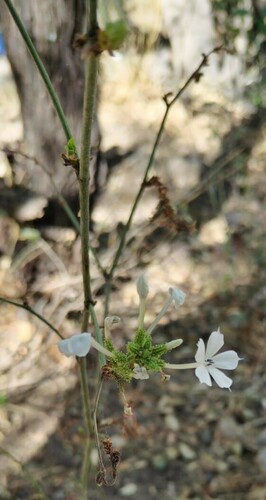 Plumbago (plumbagos) (alternate view 4)