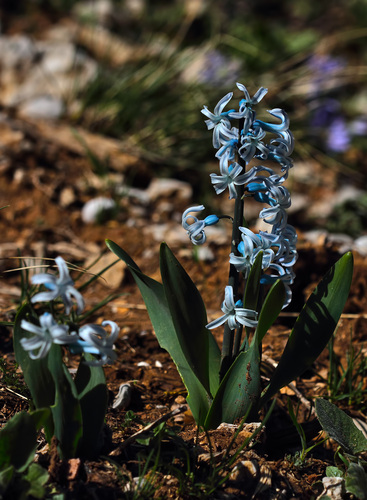 Hyacinthus orientalis (hyacinth)