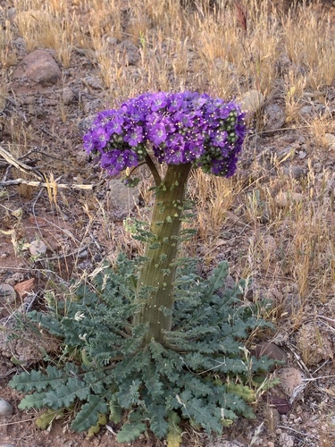 Phacelia crenulata (Notch-leaf Scorpionweed) (alternate view 4)
