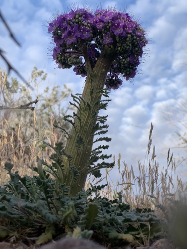 Phacelia crenulata (Notch-leaf Scorpionweed) (alternate view 2)