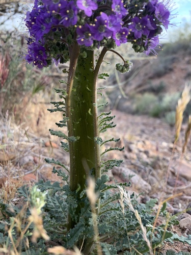 Phacelia crenulata (Notch-leaf Scorpionweed) (alternate view 3)