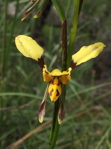 Diuris sulphurea (Tiger Orchid) (alternate view 10)