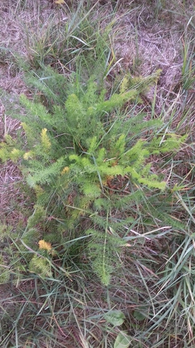 Meum athamanticum (alternate view 12)