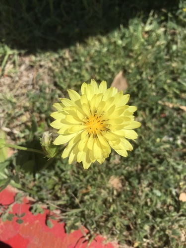 Pyrrhopappus pauciflorus (smallflower desert-chicory) (alternate view 3)
