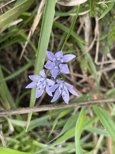 Scilla verna (Spring Squill)