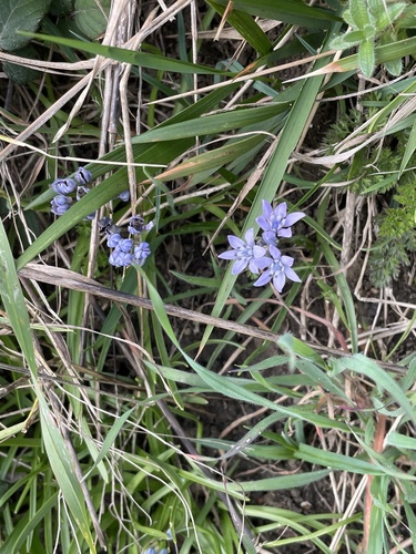 Scilla verna (Spring Squill)