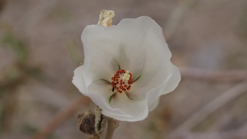 Hibiscus denudatus (Rock Hibiscus)