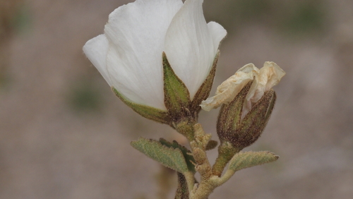Hibiscus denudatus (Rock Hibiscus) (alternate view 2)