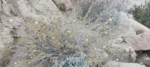 Hibiscus denudatus (Rock Hibiscus) (alternate view 4)