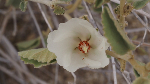 Hibiscus denudatus (Rock Hibiscus) (alternate view 3)