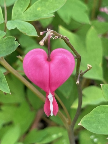 Lamprocapnos spectabilis (bleeding heart)
