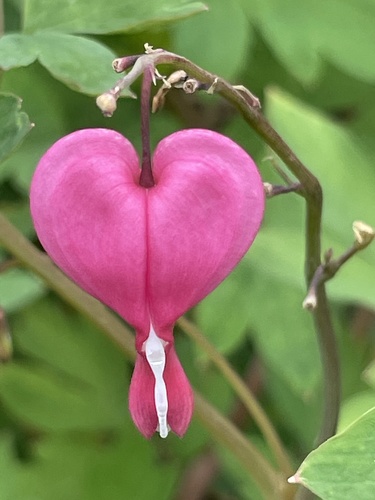 Lamprocapnos spectabilis (bleeding heart)