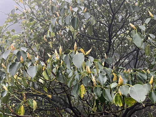 Trochodendron aralioides (alternate view 4)