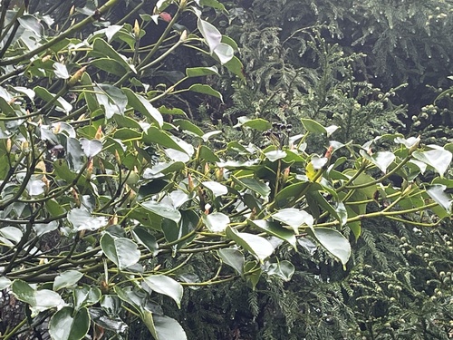 Trochodendron aralioides (alternate view 5)