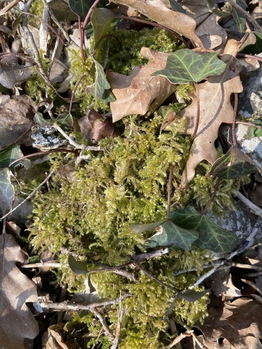 Eurhynchium striatum (Common Striated Feather-moss)