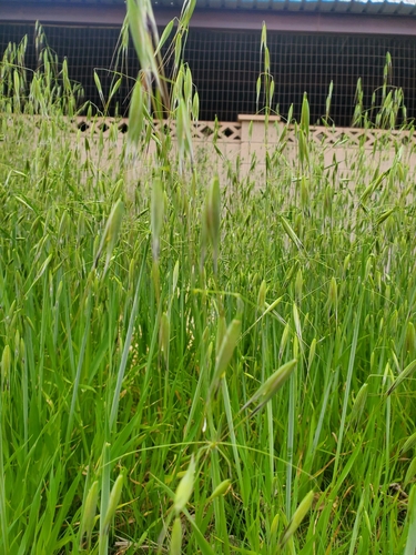 Avena fatua (wild oat) (alternate view 7)
