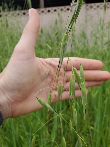 Avena fatua (wild oat) (alternate view 8)