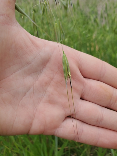 Avena fatua (wild oat) (alternate view 9)