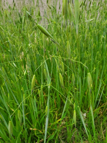 Avena fatua (wild oat) (alternate view 10)