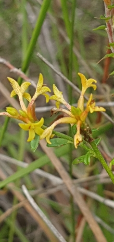 Pimelea curviflora (curved rice-flower) (alternate view 2)