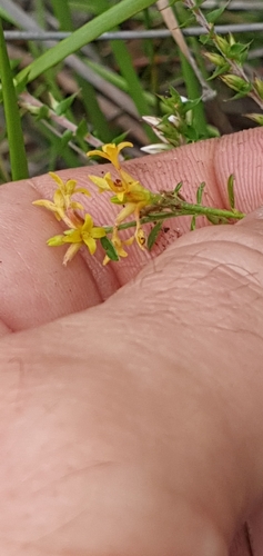 Pimelea curviflora (curved rice-flower) (alternate view 3)