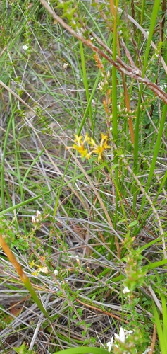 Pimelea curviflora (curved rice-flower) (alternate view 4)