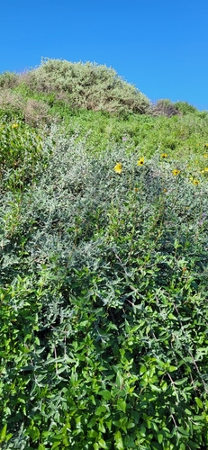 Salvia leucophylla (purple sage) (alternate view 4)