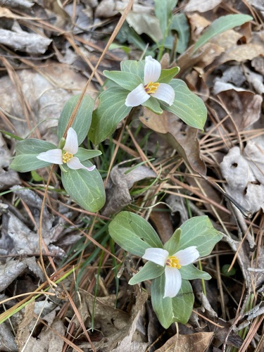 Trillium pusillum (Dwarf Trillium)