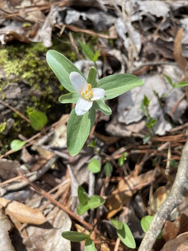 Trillium pusillum (Dwarf Trillium)