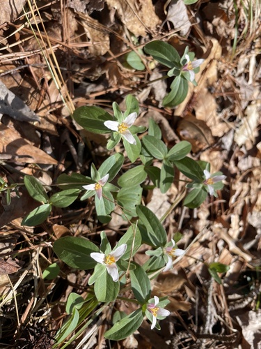 Trillium pusillum (Dwarf Trillium)