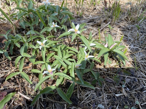 Trillium pusillum (Dwarf Trillium)