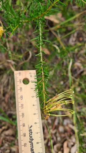 Grevillea juniperina (alternate view 13)