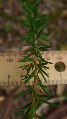 Grevillea juniperina (alternate view 12)