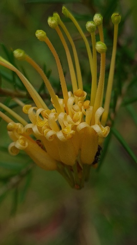 Grevillea juniperina (alternate view 11)