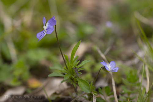 Viola rafinesquei (American field pansy) (alternate view 2)