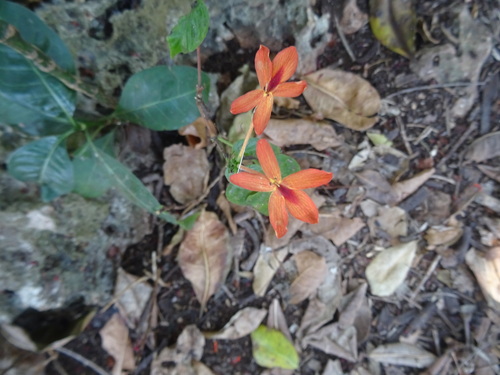 Pseuderanthemum (alternate view 6)