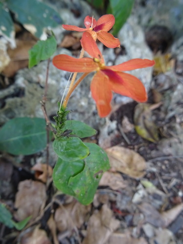 Pseuderanthemum (alternate view 7)