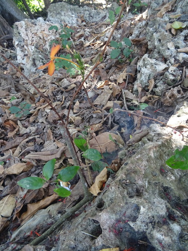 Pseuderanthemum (alternate view 8)