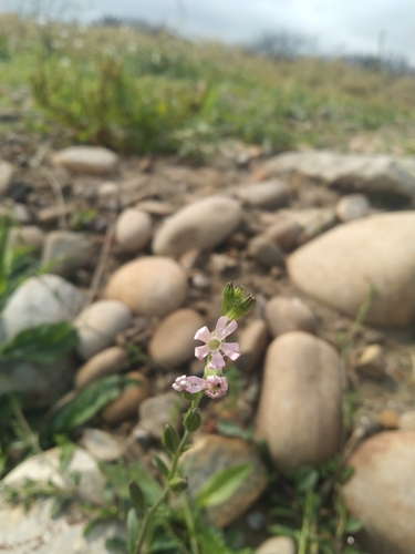 Silene nocturna (night-flowering catchfly) (alternate view 5)