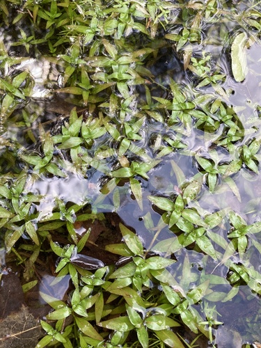 Ludwigia palustris (Water Purslane) (alternate view 6)