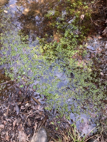 Ludwigia palustris (Water Purslane) (alternate view 7)