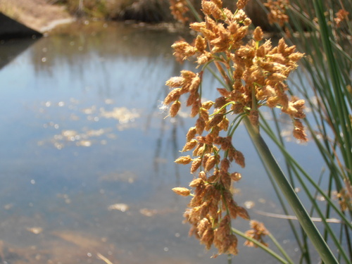 Schoenoplectus tabernaemontani (Soft-stem Bullrush) (alternate view 5)
