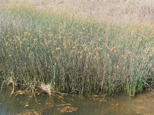 Schoenoplectus tabernaemontani (Soft-stem Bullrush) (alternate view 6)