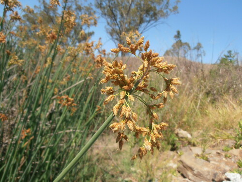 Schoenoplectus tabernaemontani (Soft-stem Bullrush) (alternate view 7)