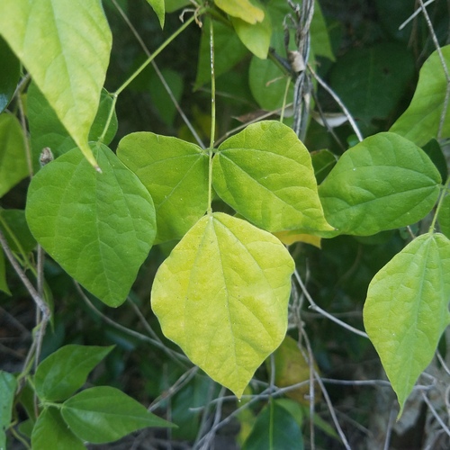 Rhynchosia (Snoutbeans) (alternate view 7)